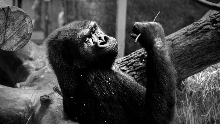 Bored Apes